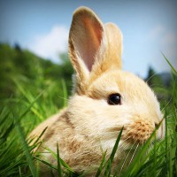 /album/vaicdg/photolia-a03-jpg/